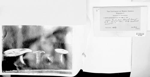 Lactifluus glaucescens image